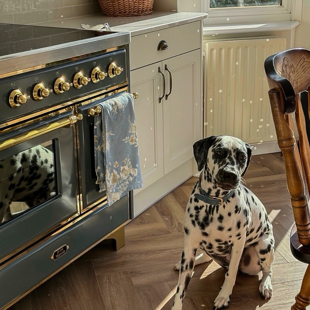 BRITISH BLUE GREY MAJESTIC INDUCTION BLOG FEATURE IMAGE
