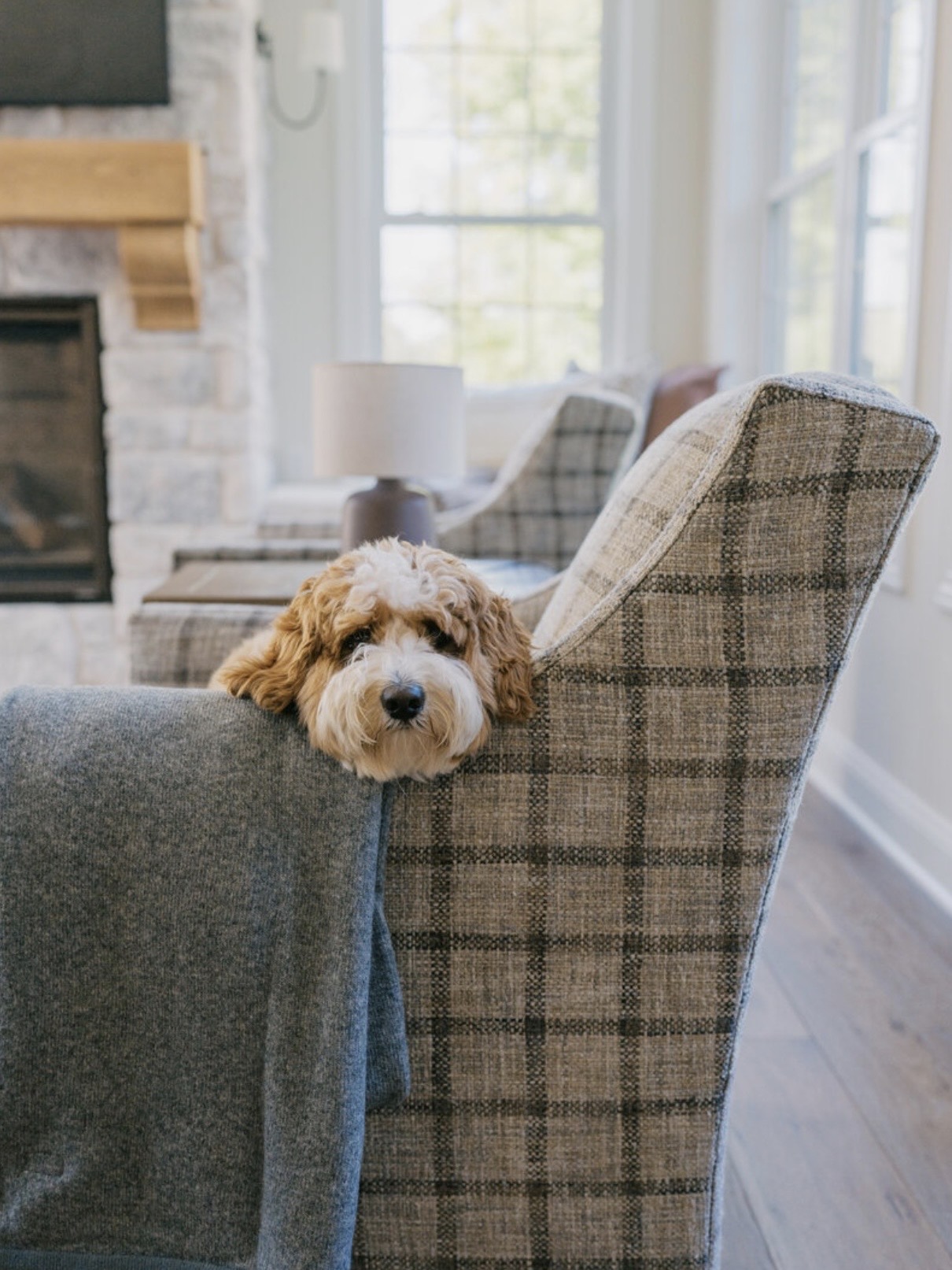 Luxury Kitchen Design dog in sofa